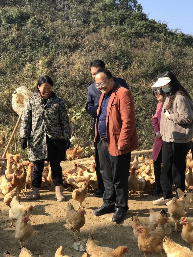 在工作队的帮扶下,勤劳肯干的邱恶麻(左一)通过养鸡、养牛、种菜等撑起了十口之家,日子越过越好。 在工作队的帮扶下,勤劳肯干的邱恶麻(左一)通过养鸡、养牛、种菜等撑起了十口之家,日子越过越好。