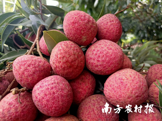 广东农技轻骑兵竞逐“大国农匠”！大枝挑皮嫁接改良荔枝