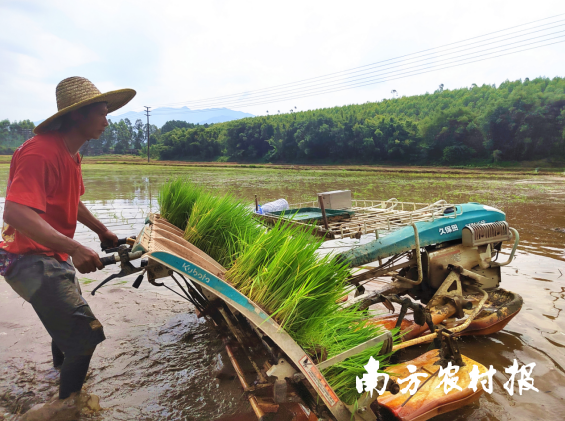 江门鹤山宅梧镇3种模式让撂荒地变“致富田”