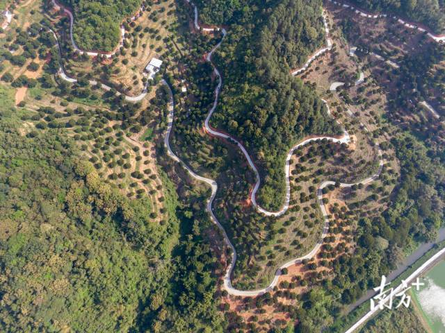 文祠镇橄榄今年迎来丰收。南方农村报谭家富 摄