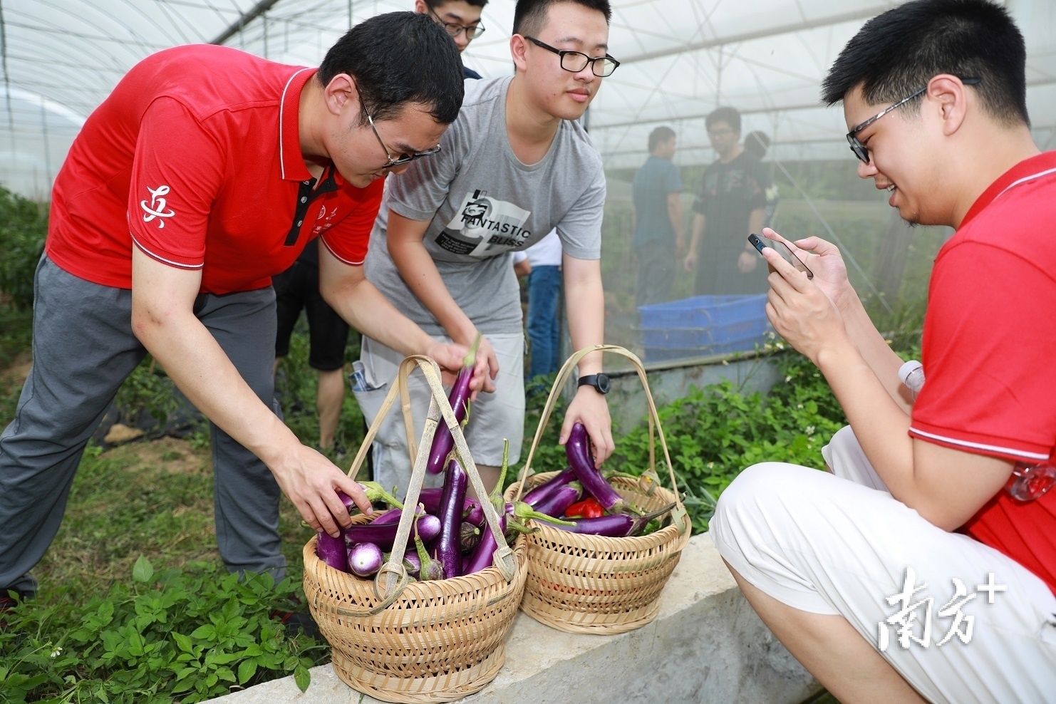 在广东“四季耕耘”农业科技园，学生共同将采摘的蔬菜打包。丘林强摄