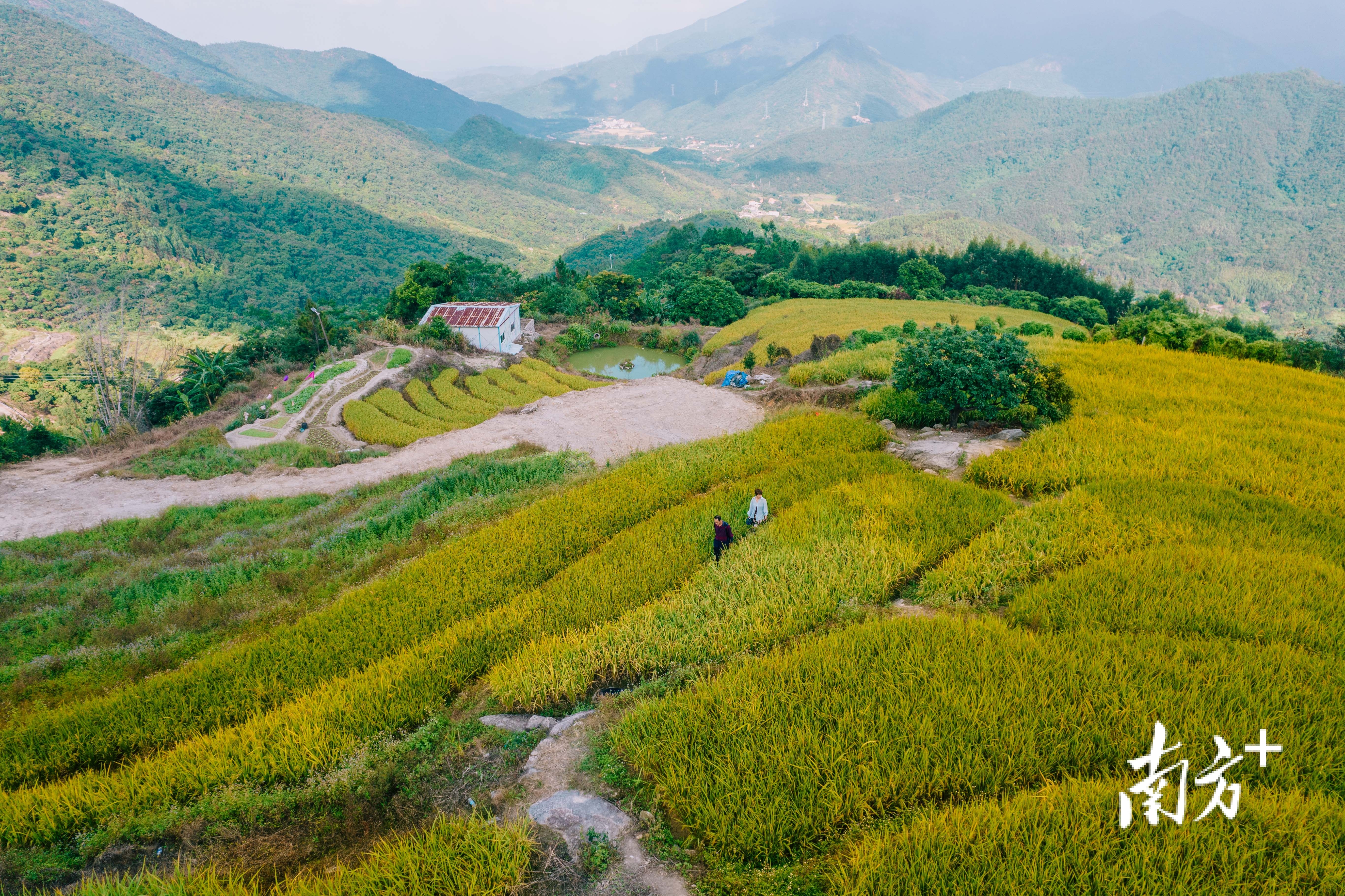 惠东县九龙峰旅游区角峰村独特的梯田景观美不胜收.