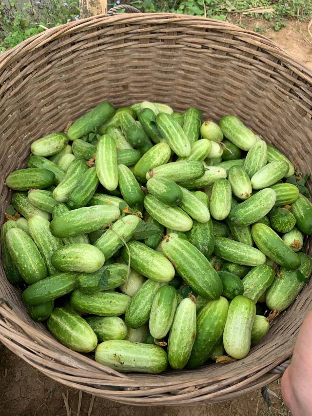 平凤黄瓜 平凤黄瓜