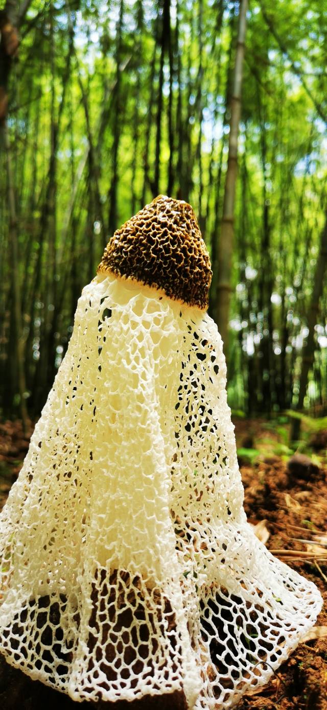 竹荪 竹荪
