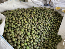 今年产量有望翻倍！阳春夏威夷果打响丰收“开门红”| 阳春市夏威夷果产业园系列报道⑦