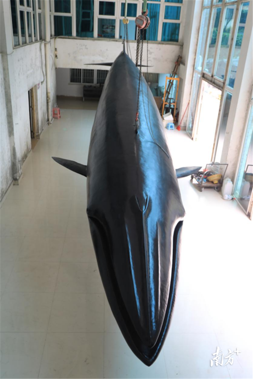 13.6米布氏鲸剥制标本
