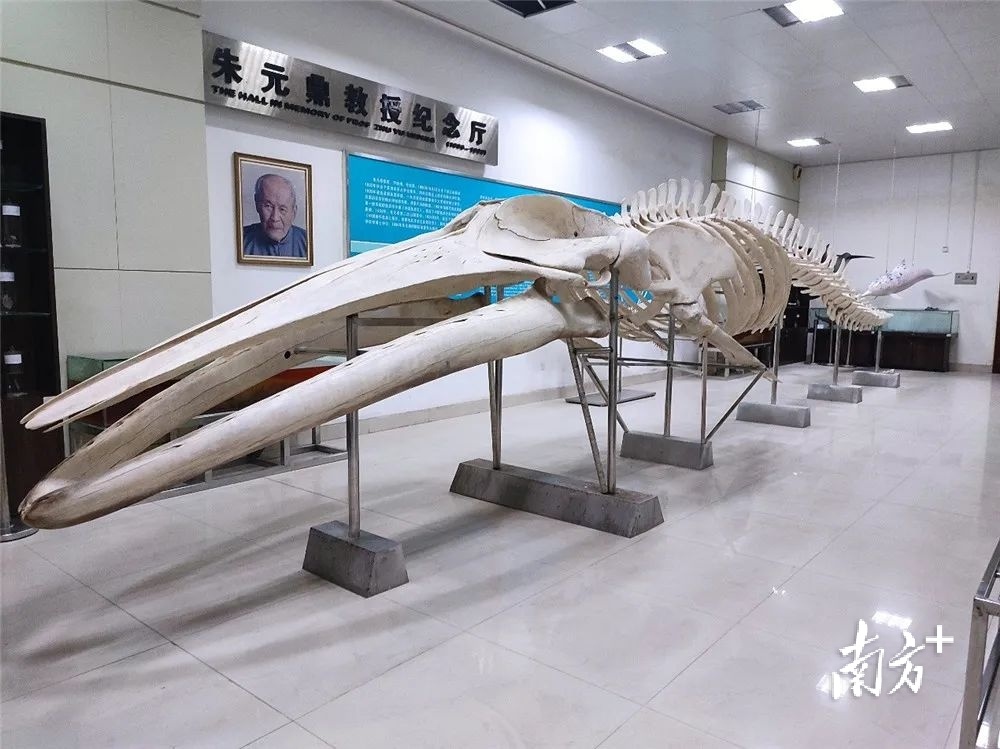 布氏鲸骨骼标本