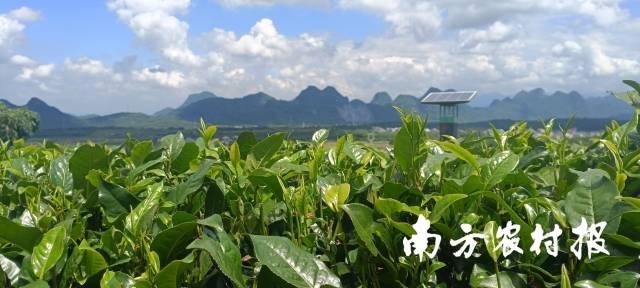英州红茶园
