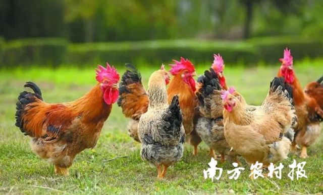 台山麻黄鸡。资料图片
