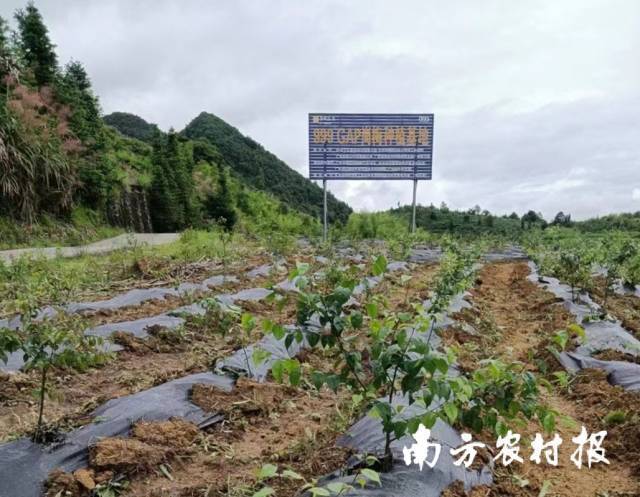 岗梅种植示范基地。