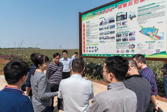 2019年2月，广东省农业农村厅组建徐闻菠萝专项工作组到徐闻开展深入调研，针对性地提出了徐闻菠萝市场营销体系建设的思路框架，据此提炼形成“12221”。