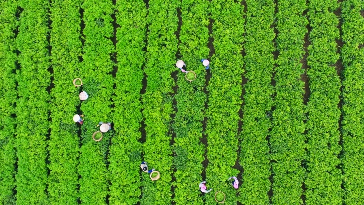 茶叶成茶业，青山变金山 | 广东三农这十年