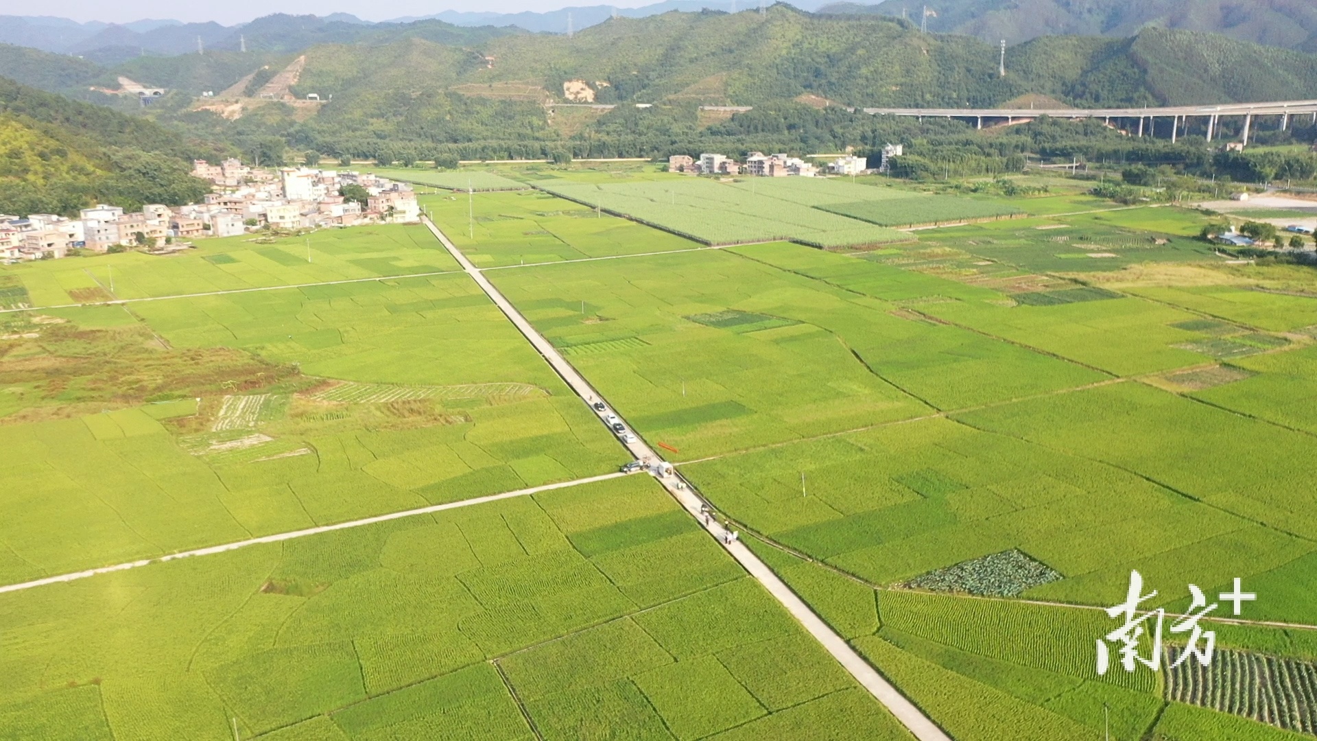 龙江村连片约400亩的稻田画面。