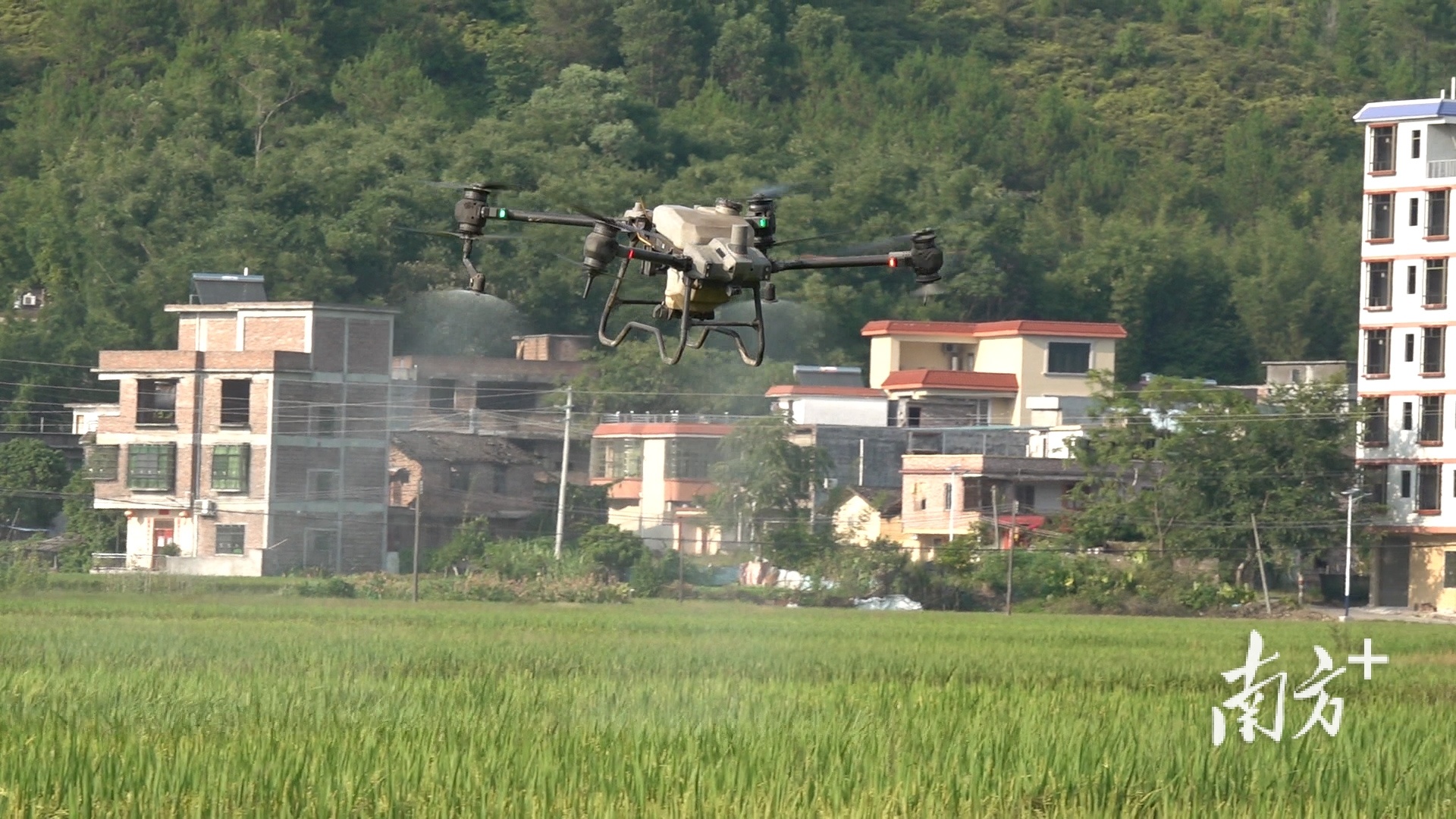 大疆植保无人机喷洒农药。