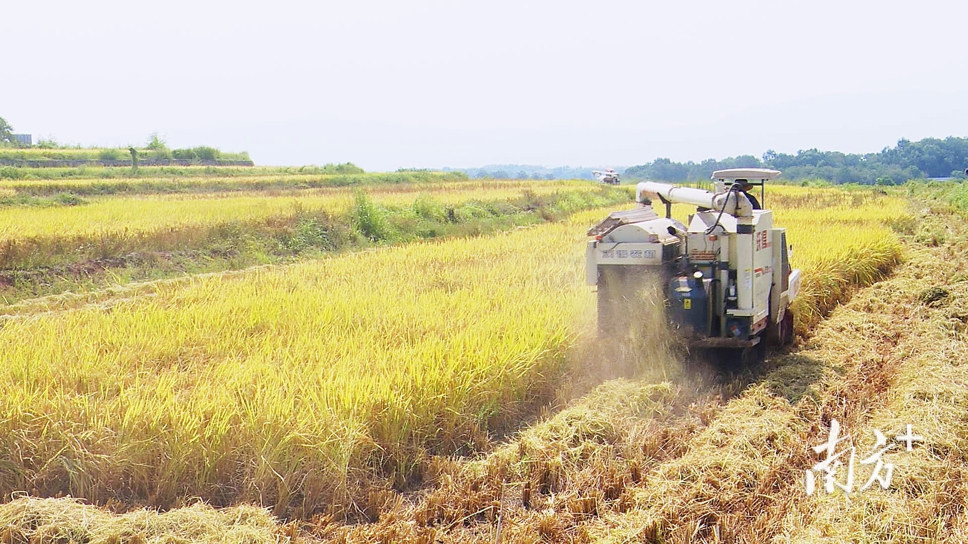 韶关首个全国农作物病虫害绿色防控示范基地迎丰收