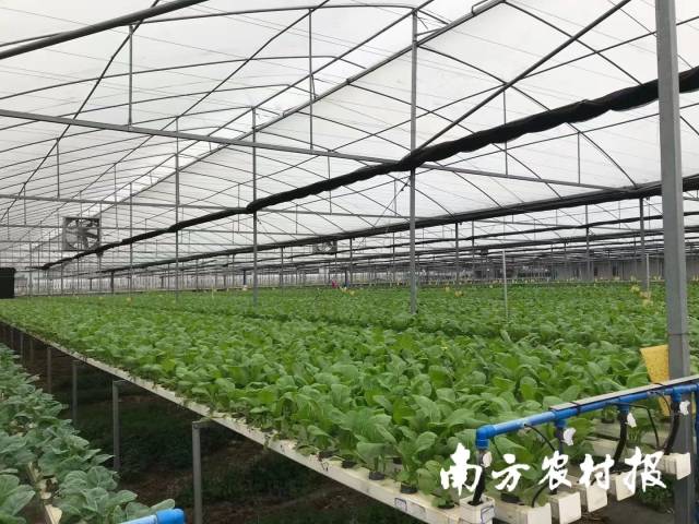 广州绿天然生态农业有限公司通过发展规模化设施农业,有效保障增城区的蔬菜稳定供应。 广州绿天然生态农业有限公司通过发展规模化设施农业,有效保障增城区的蔬菜稳定供应。