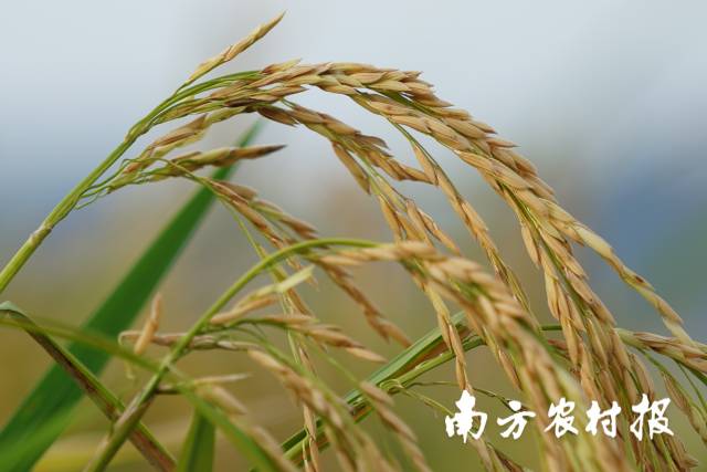 增城丝苗米 增城丝苗米