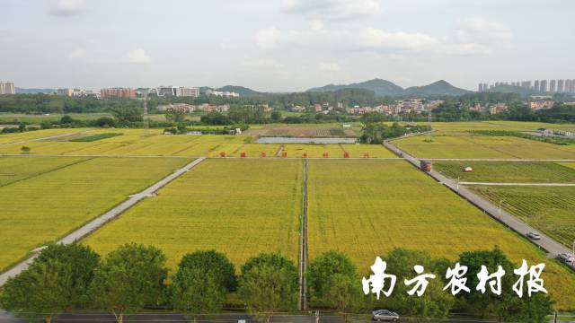增城区丝苗米省级现代农业产业园 增城区丝苗米省级现代农业产业园