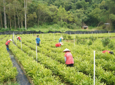 “洋果”扎根阳春变“阳果”，长成6.5亿产值“致富果” | 阳春市夏威夷果产业园系列报道⑧