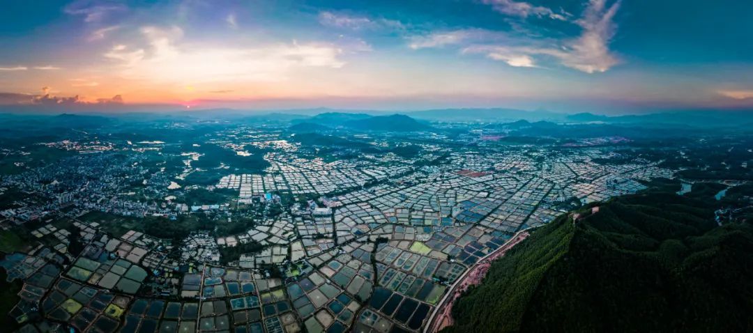 位于高要区莲塘镇的罗氏沼虾“万亩虾塘”。陈彦成 摄 位于高要区莲塘镇的罗氏沼虾“万亩虾塘”。陈彦成 摄