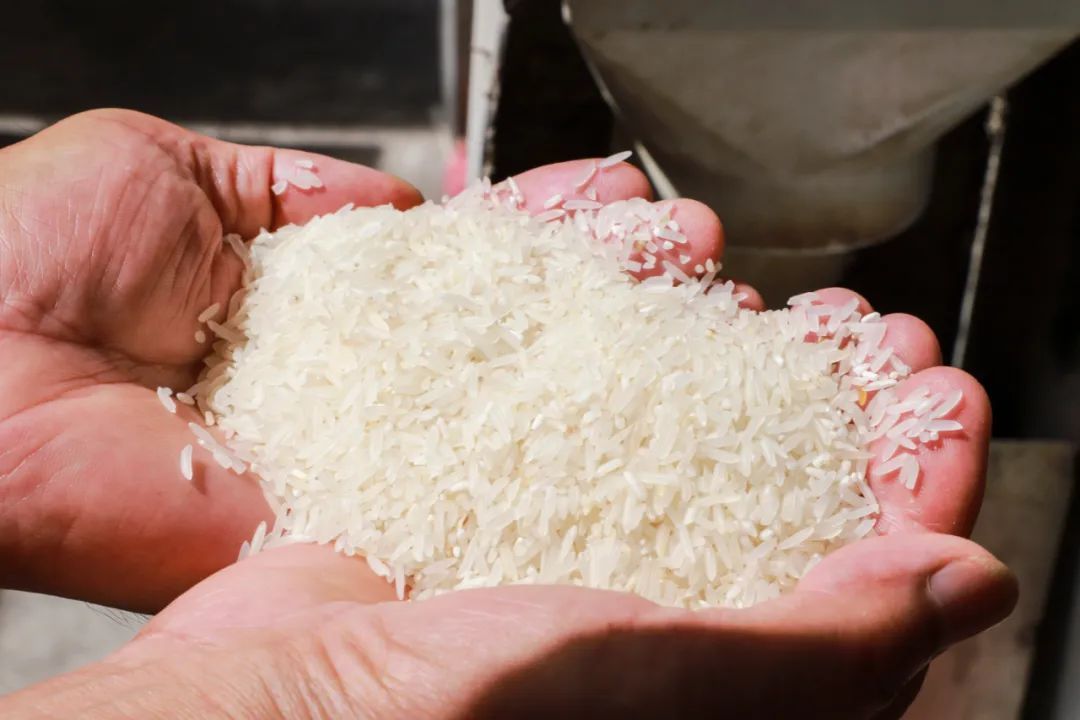 活道大米。 陈彦成 摄 活道大米。 陈彦成 摄