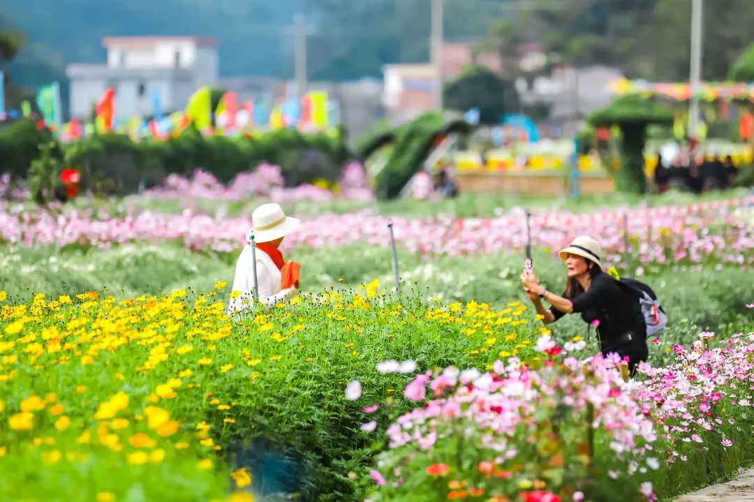 河台黄金菊。 陈彦成 摄 河台黄金菊。 陈彦成 摄