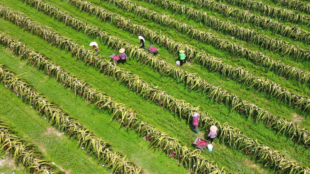 钟养昌 摄 钟养昌 摄