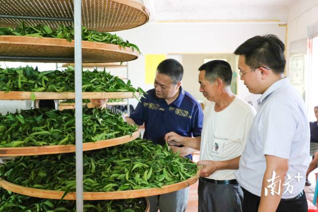 专家到红场进行指导(拍摄地:红场镇苏林村,林荣鑫摄) 专家到红场进行指导(拍摄地:红场镇苏林村,林荣鑫摄)