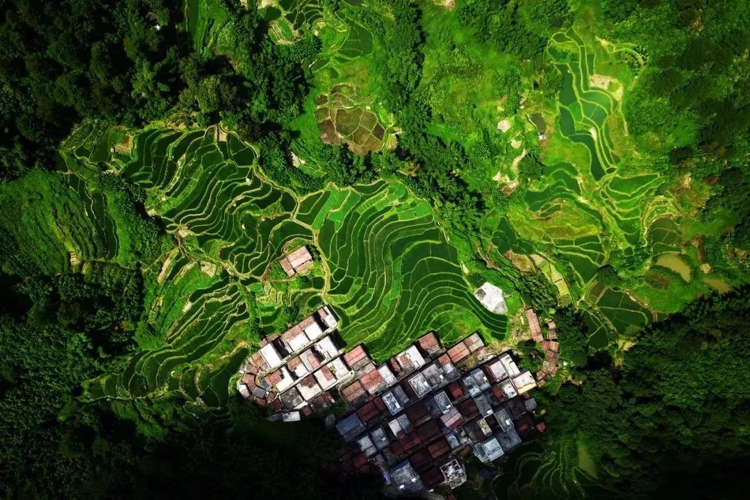 上云洲村梯田。 吴勇强 摄 上云洲村梯田。 吴勇强 摄