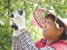 图集｜金秋丰收忙，夏果剥青衣