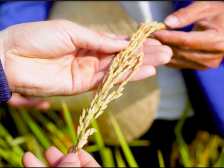 国家植物航天育种工程技术研究中心专职副主任郭涛：未来航天育种要考虑怎么从地到天
