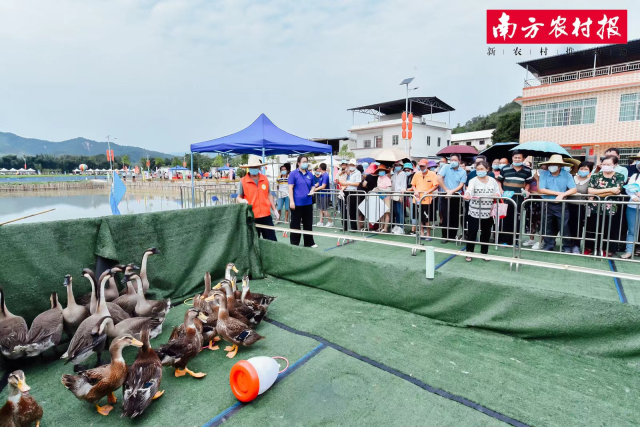 “丰”狂刷屏！看广东各地花式庆丰收