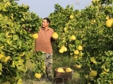 广东奋力谱写乡村产业发展大文章