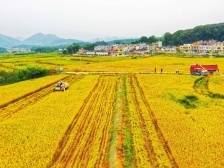 乡村产业厚积成势，粤字号农产品走向世界|“三农”新飞跃