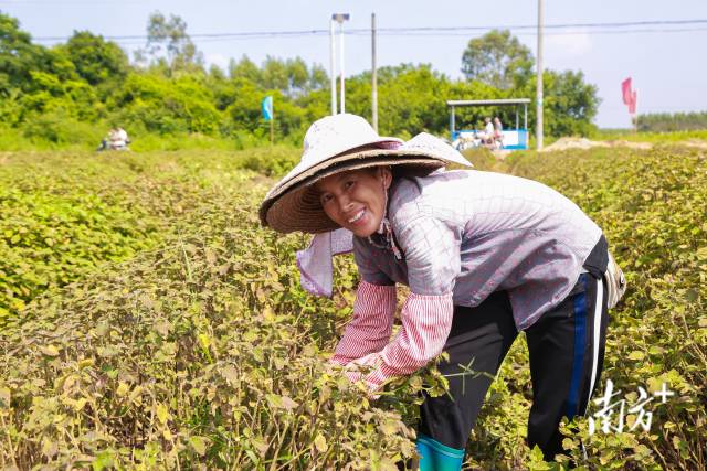 南药飘香迎丰收！乌塘广藿香亩产值近1.5万元