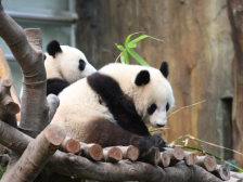 【港故事·2007】“滚滚”热爱常年不减！香港海洋公园总馆长讲述大熊猫安家那些事