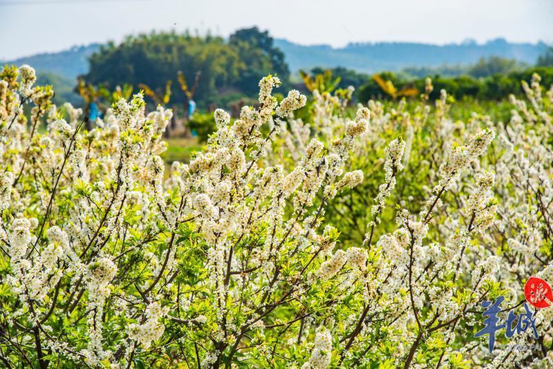 山花烂漫