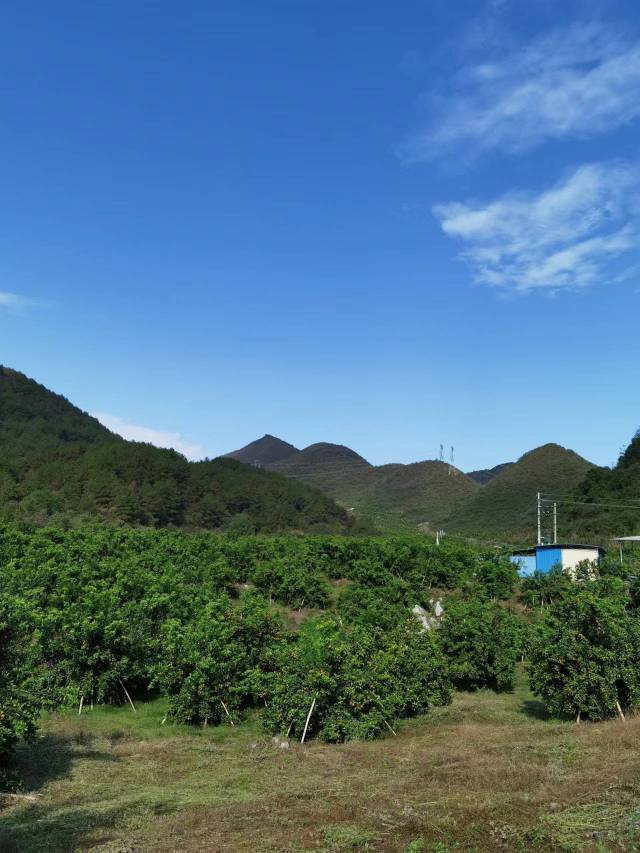 谢炽坚的砂糖桔种植基地 谢炽坚的砂糖桔种植基地