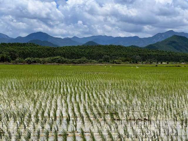 梁明喜在台山市四九镇的水稻种植基地 梁明喜在台山市四九镇的水稻种植基地