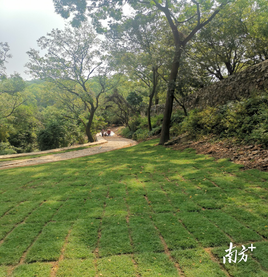 即将完工的蛇头湾炮台练兵场区域。