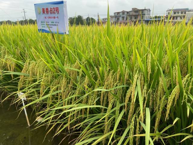 美香占2号获得大奖！一个水稻品种带来100亿元增收