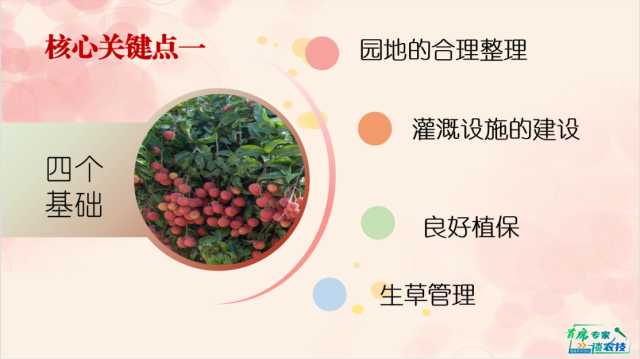 克服荔枝大小年，秋梢冬梢是重点｜首席专家谈农技 ⑮