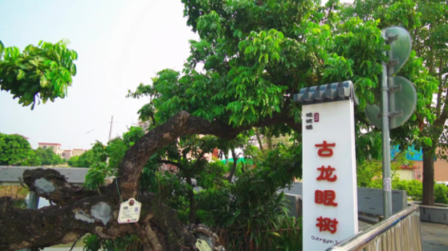 Hi 我在榄核的第99天