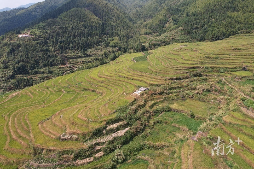 9月的梯田。