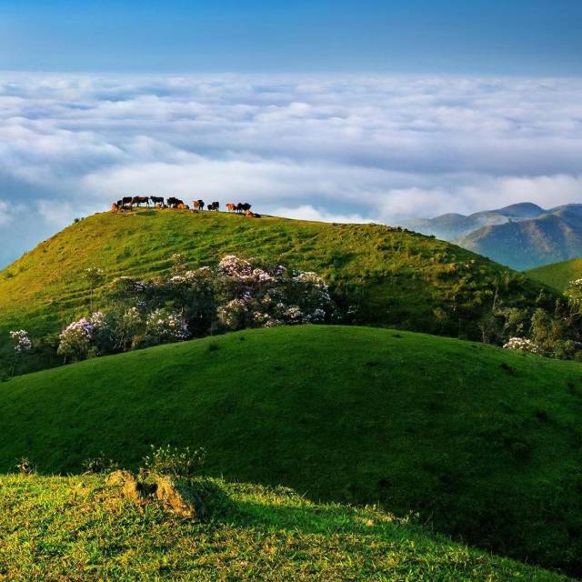 佳期已至,阳春召我以烟景、山村与夏果 | 阳春市夏威夷果产业园系列报道⑪