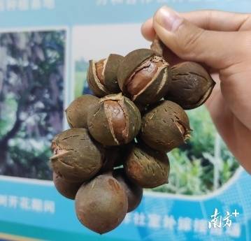 阳春夏威夷果。