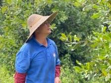 那漫山遍野的夏威夷果，是沉甸甸的脱贫攻坚成果 | 阳春市夏威夷果产业园系列报道⑫