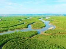 生物多样性宝库！央视《新闻直播间》聚焦全国最大片红树林
