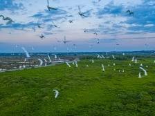 湛江以文旅融合促进全域旅游开发，将红树林要素融入大文旅产业链