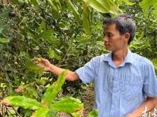 每亩补贴500元！阳春市掀起夏威夷果种植热潮 | 阳春市夏威夷果产业园系列报道⑬